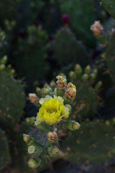 Close up of prickly pear leaves and a yellow prickly pear flower