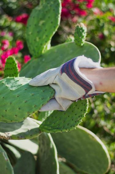 Gloved hand grabbing a cactus pad (cactus leave / cactus paddle / nopales) attached to a wild cactus plant