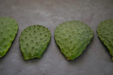 Four cactus pads (nopales / cactus paddles / cactus leaves)  lying in a row on a grey surface