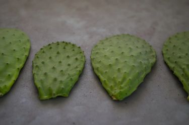 Four cactus pads (nopales / cactus paddles / cactus leaves) lying in a row on a grey surface