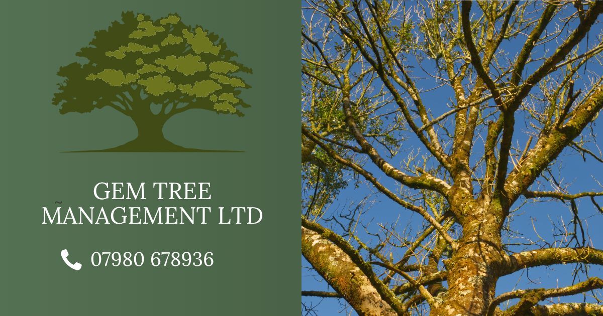 Common Tree Diseases in the UK: What to Look For and What to Do