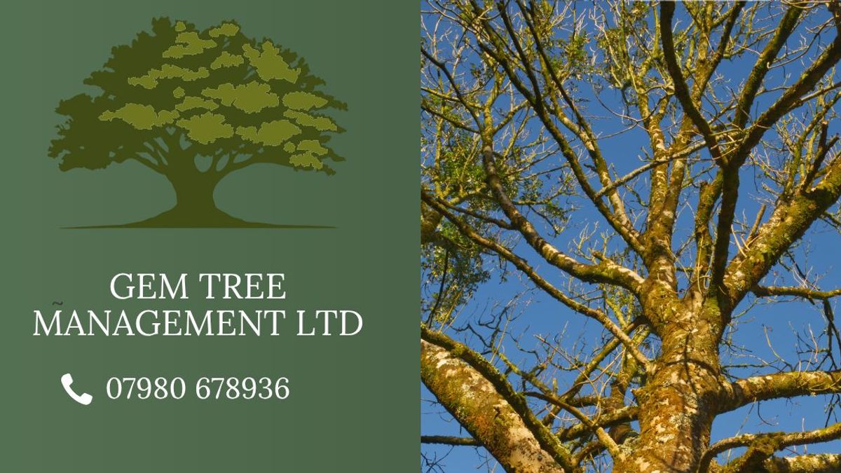 Common Tree Diseases in the UK: What to Look For and What to Do