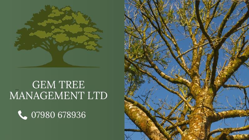 Common Tree Diseases in the UK: What to Look For and What to Do