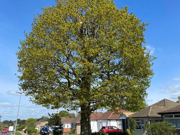 Before crown reduction & thinning — Crown Reduction on Mature Oak — Watford in Watford