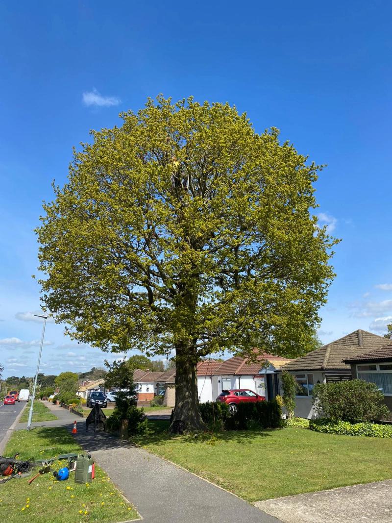 Before crown reduction & thinning — Crown Reduction on Mature Oak — Watford in Watford