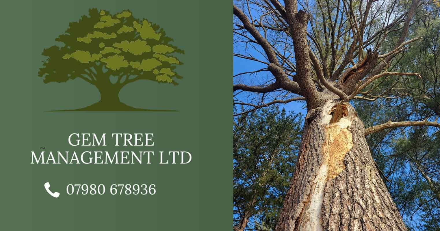 How to Spot the Early Warning Signs of a Dangerous Tree
