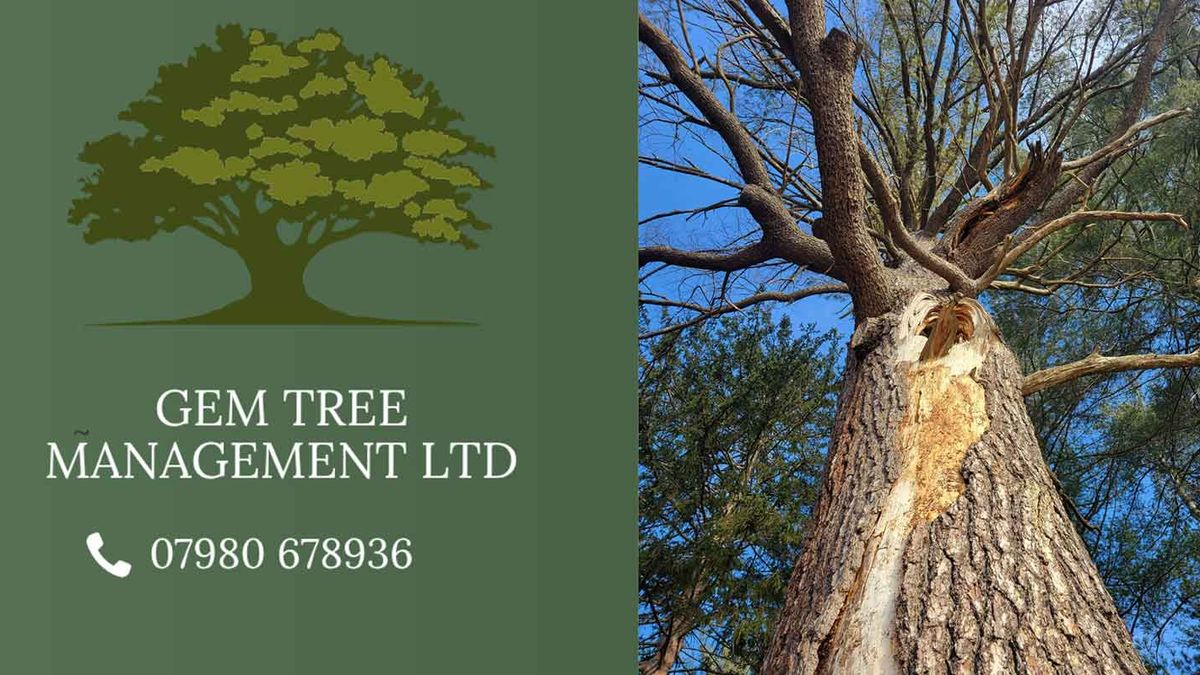 How to Spot the Early Warning Signs of a Dangerous Tree