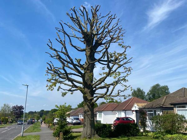After crown reduction & thinning — Crown Reduction on Mature Oak — Watford in Watford