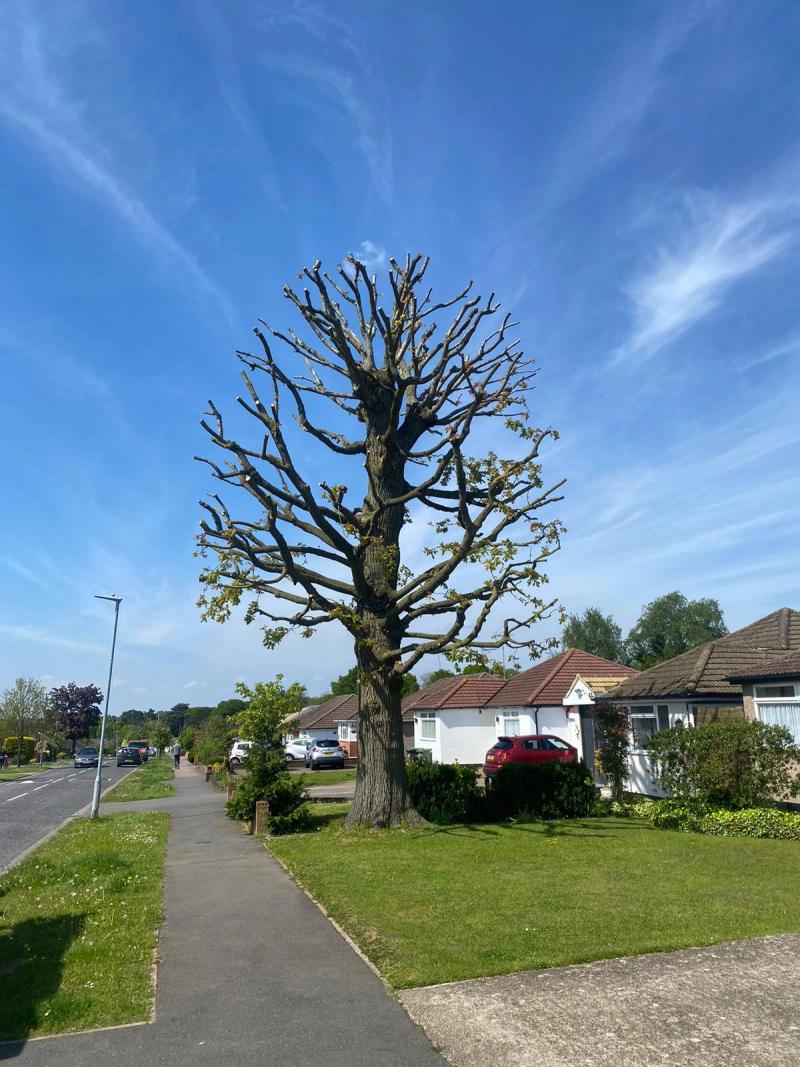 After crown reduction & thinning — Crown Reduction on Mature Oak — Watford in Watford