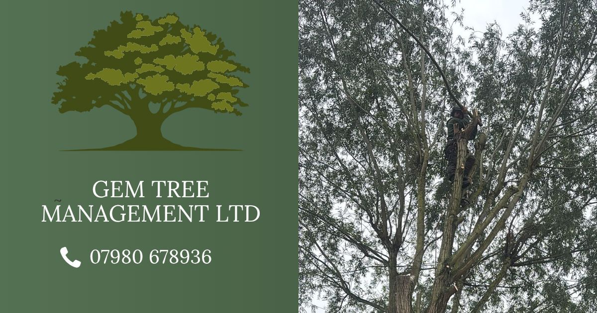 Safe Tree Felling: What's Involved, Why It's Necessary, and Why It's Never a DIY Job