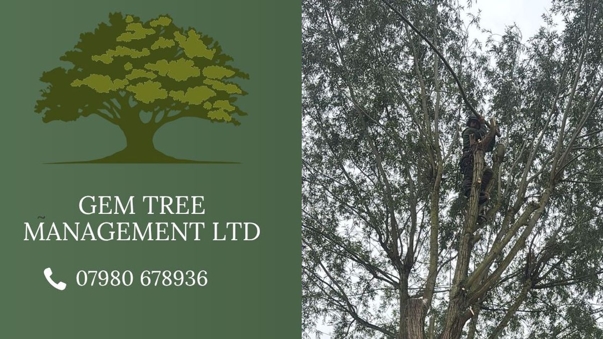 Safe Tree Felling: What's Involved, Why It's Necessary, and Why It's Never a DIY Job