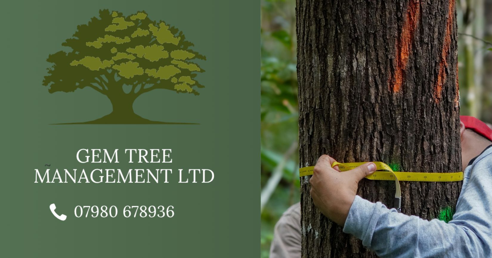 Tree Surveys Explained: What Happens and Why You Might Need One