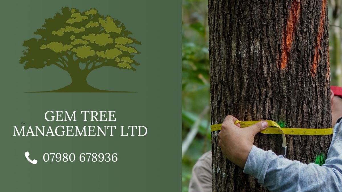 Tree Surveys Explained: What Happens and Why You Might Need One