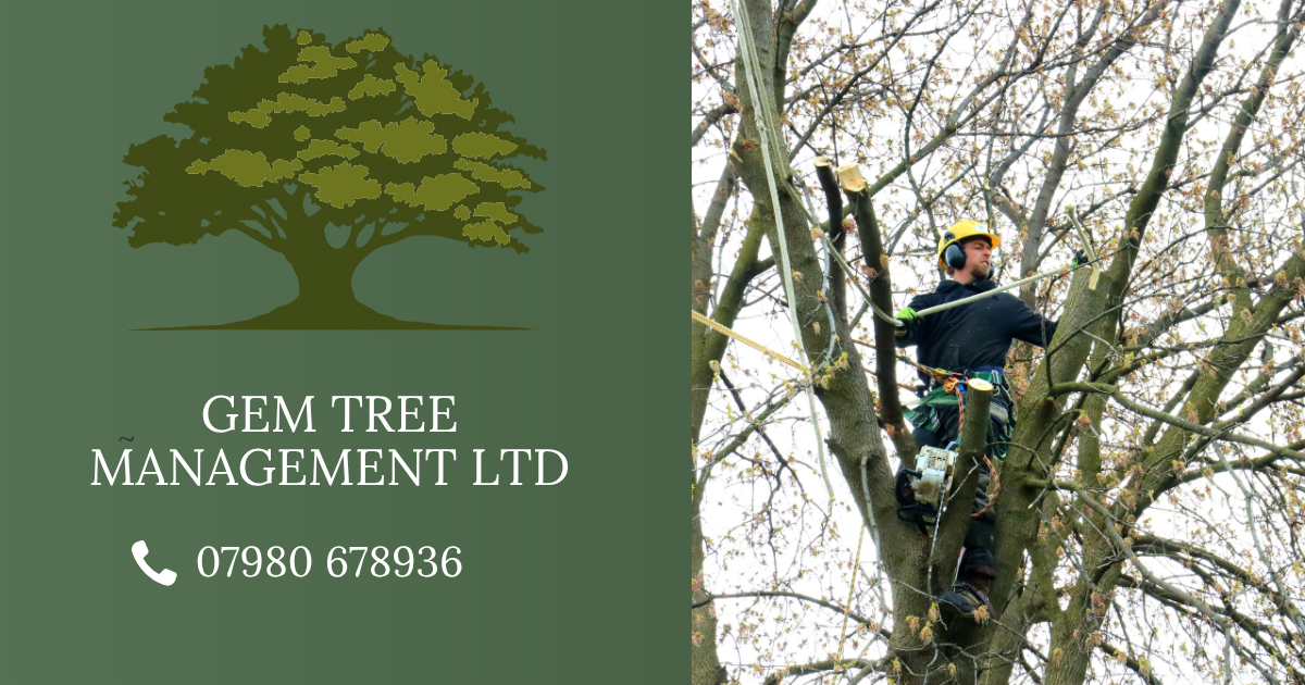 Do You Need a Tree Survey? A Plain English Guide to Arboricultural Reports