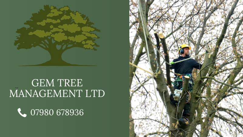 Do You Need a Tree Survey? A Plain English Guide to Arboricultural Reports