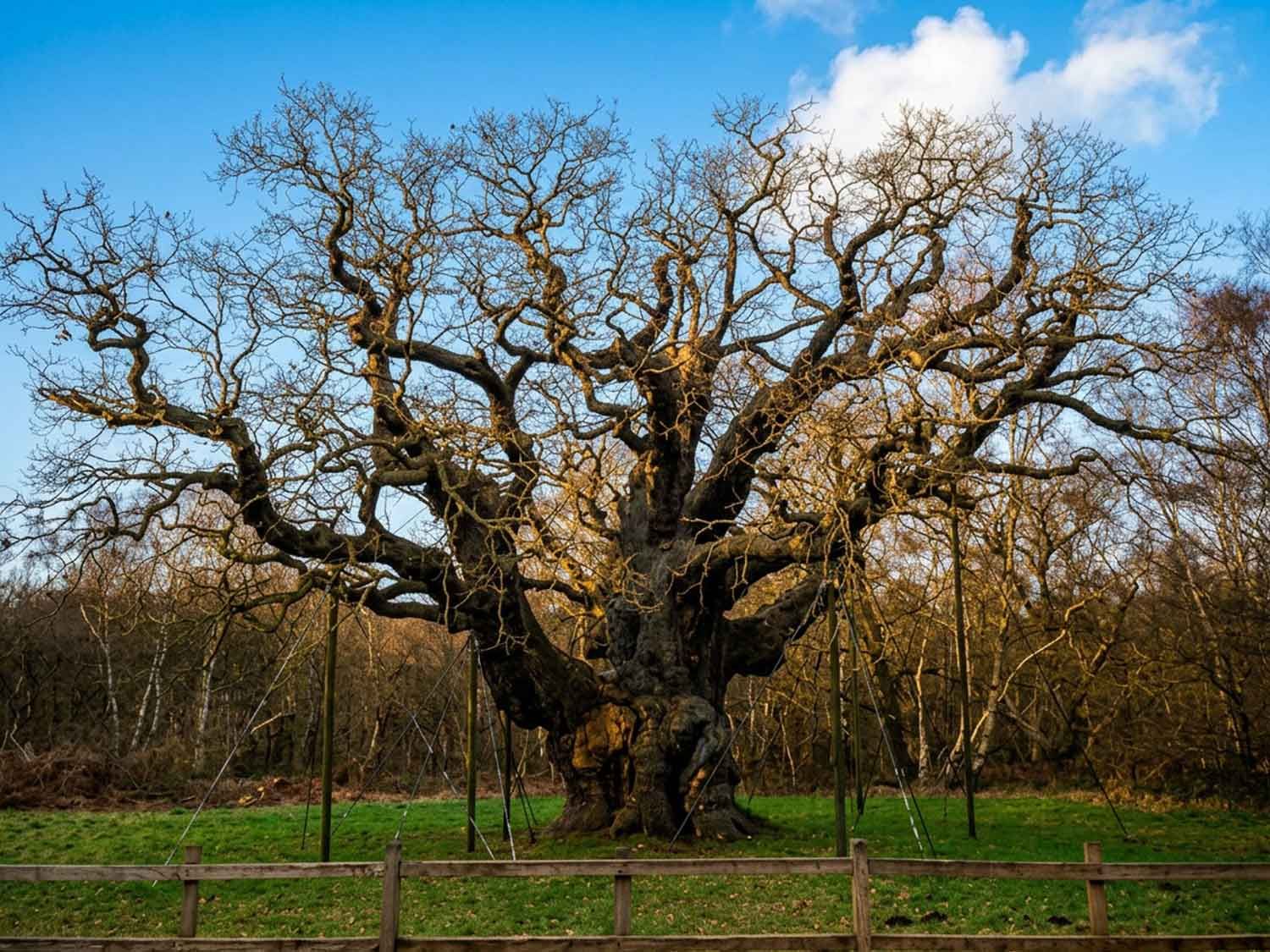 The Major Oak Has Died — What It Teaches Us About Caring for the Trees in Our Own Gardens