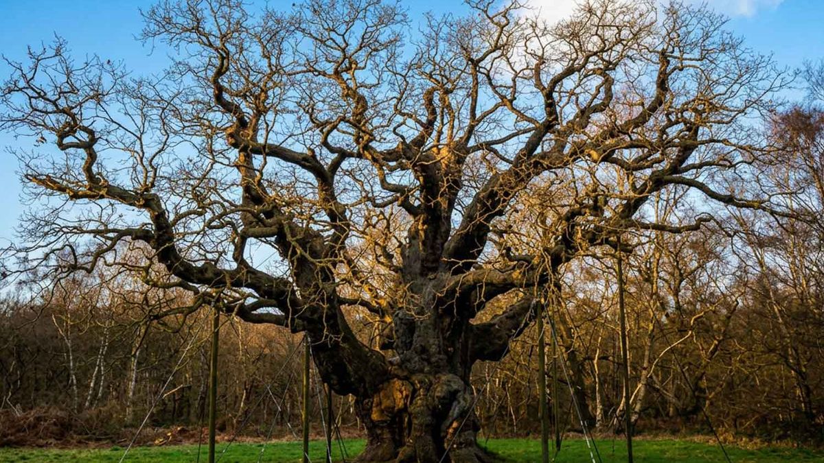 The Major Oak Has Died — What It Teaches Us About Caring for the Trees in Our Own Gardens