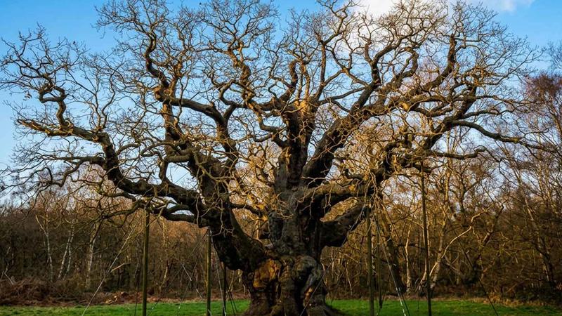 The Major Oak Has Died — What It Teaches Us About Caring for the Trees in Our Own Gardens