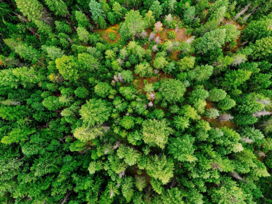 Cawa's Innovative Approach to Carbon Credits
