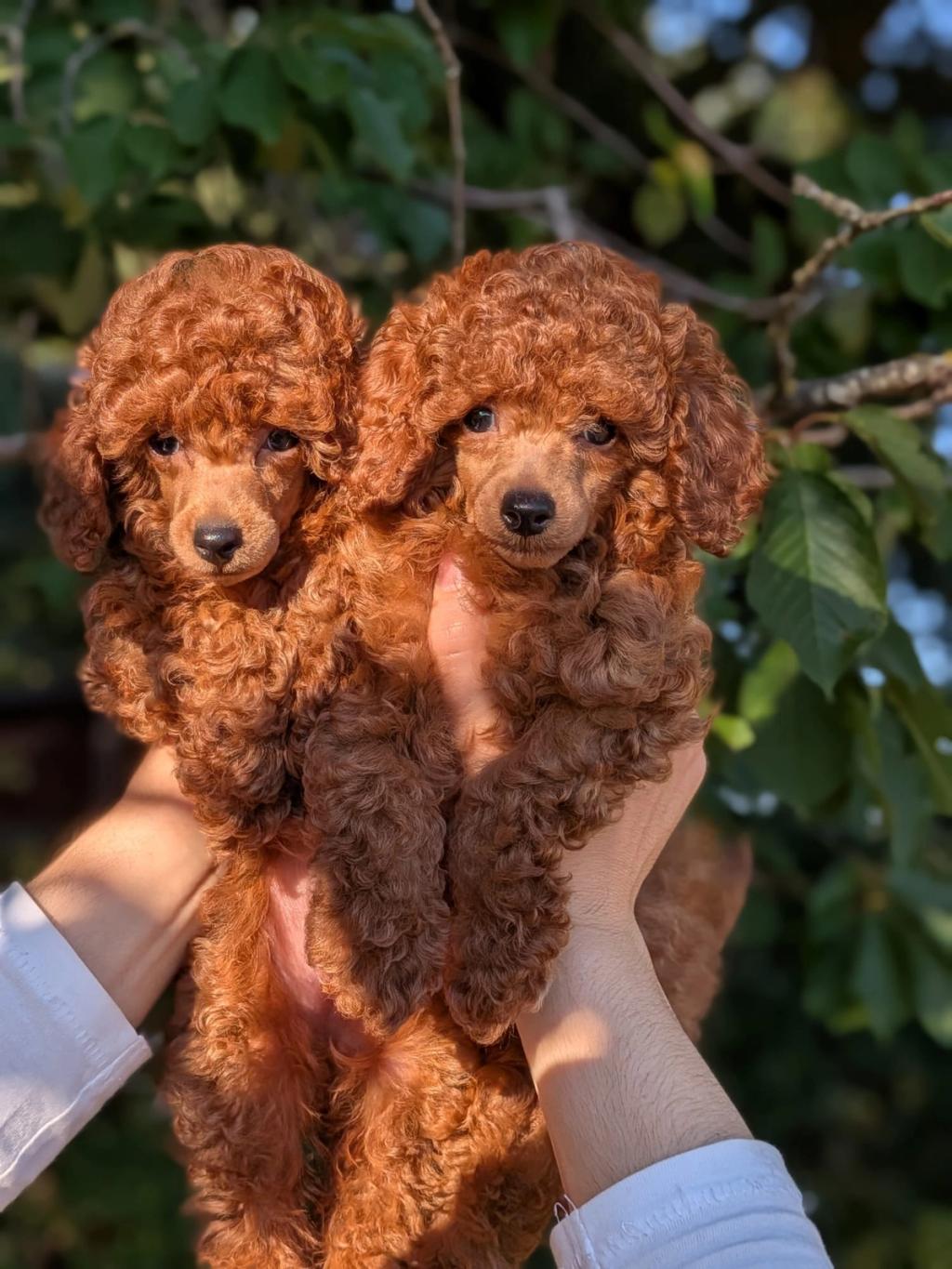 Harper e Clover