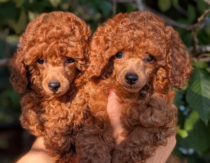 Harper e Clover