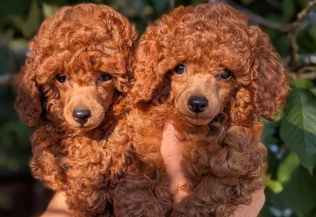 Harper e Clover