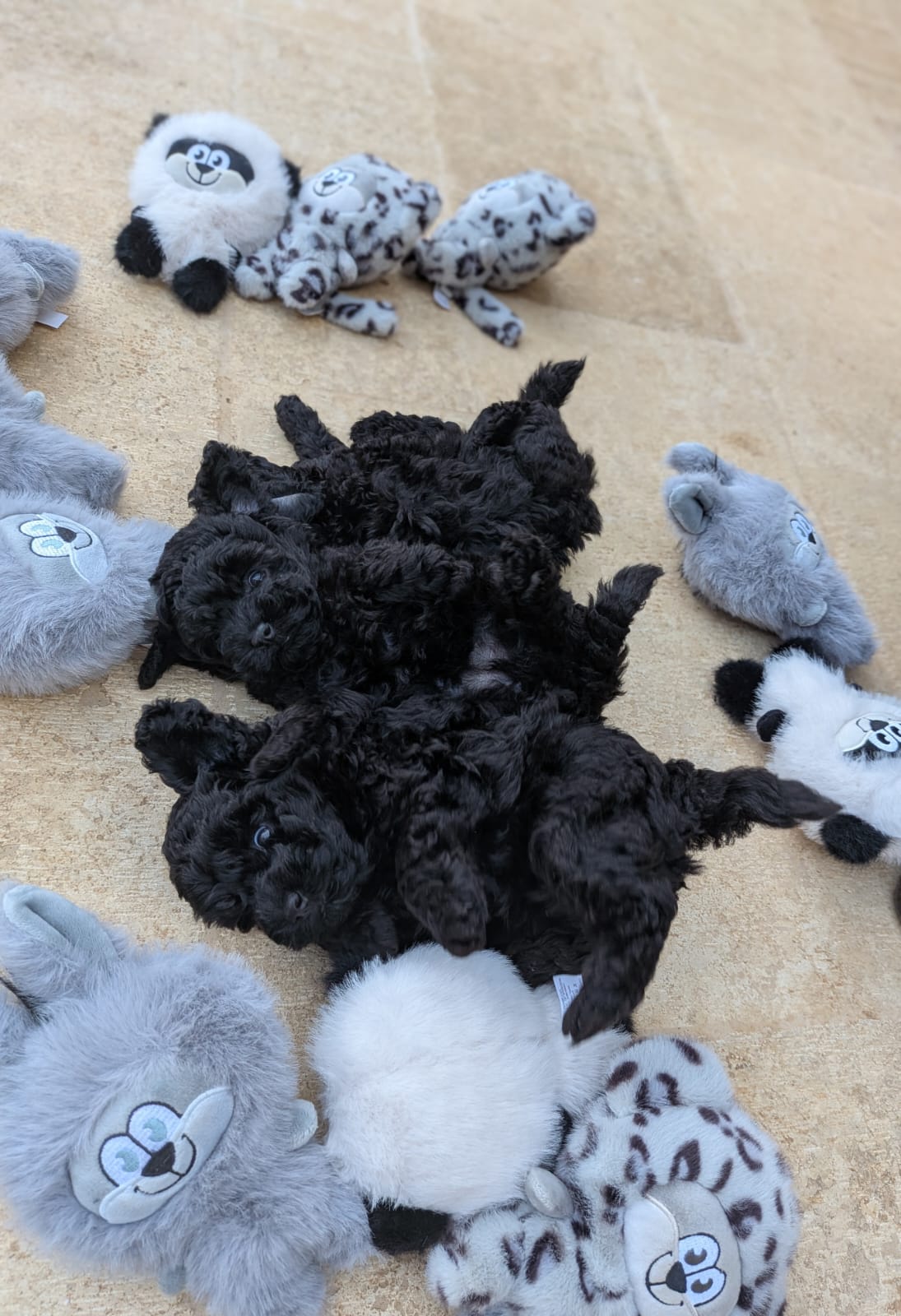 Cuccioli neri