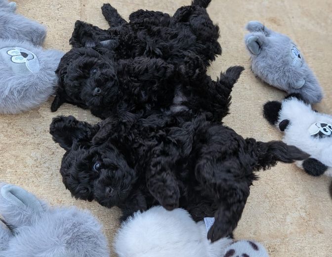 Cuccioli neri
