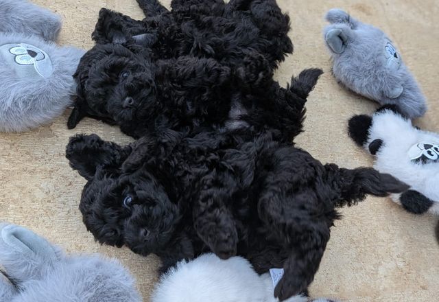 Cuccioli neri