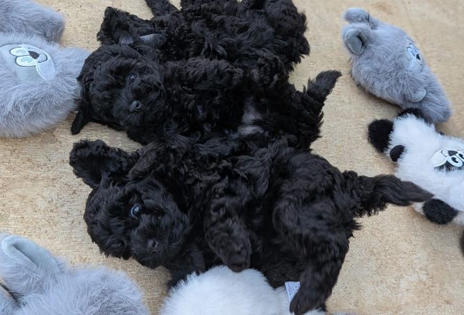 Cuccioli neri
