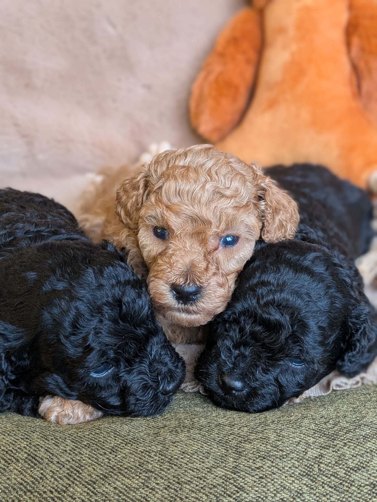 Black and apricot puppies