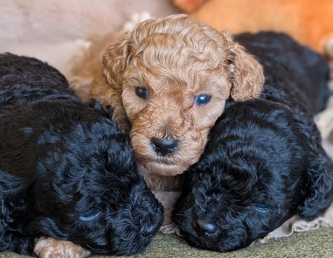 Cuccioli neri e fulvo