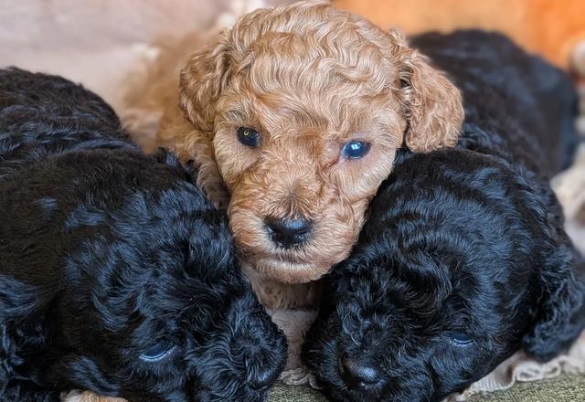 Black and apricot puppies