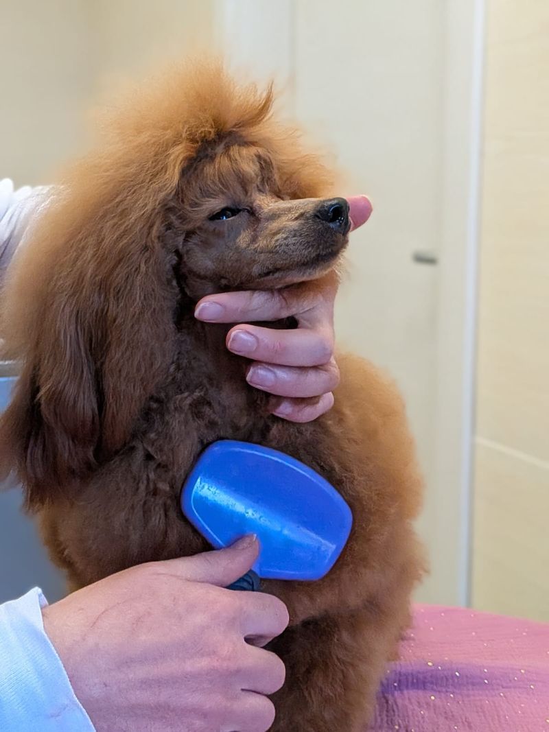 Red Poodle being brushed on the grooming table