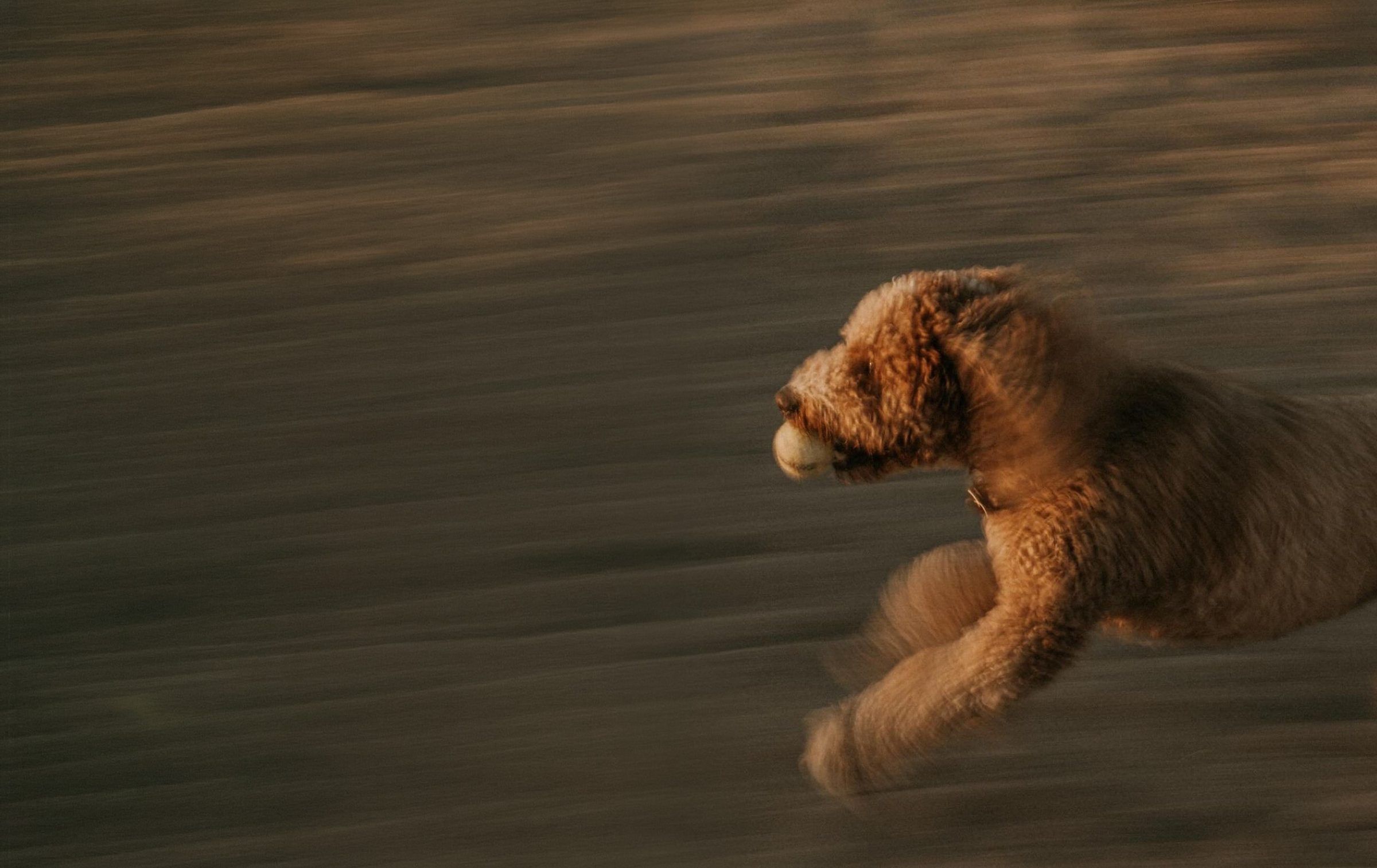 Barbone fulvo che corre veloce sul prato