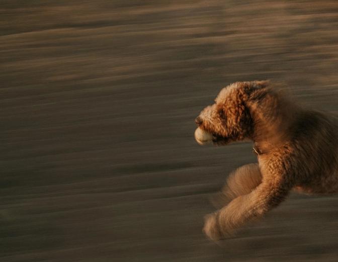 Barbone fulvo che corre veloce sul prato