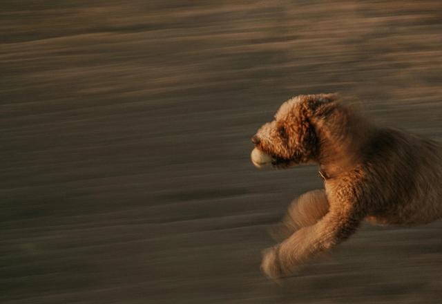 Apricot Poodle running fast across the meadow