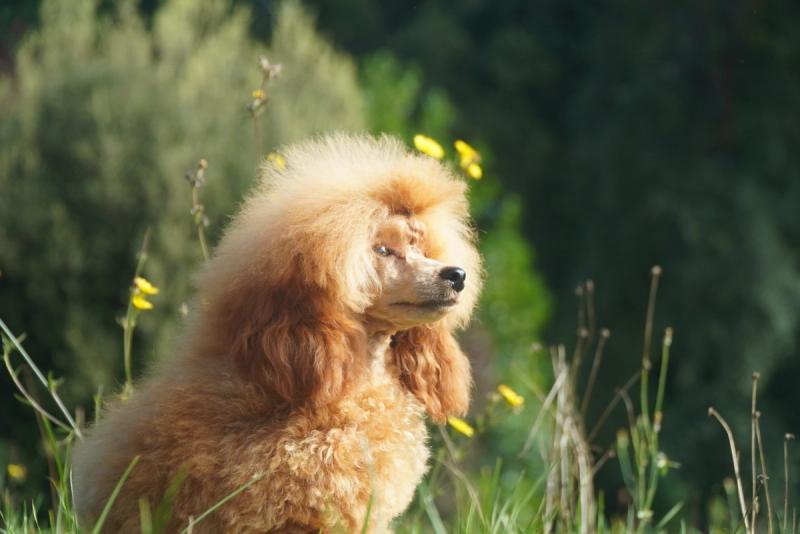 Il Barbone
