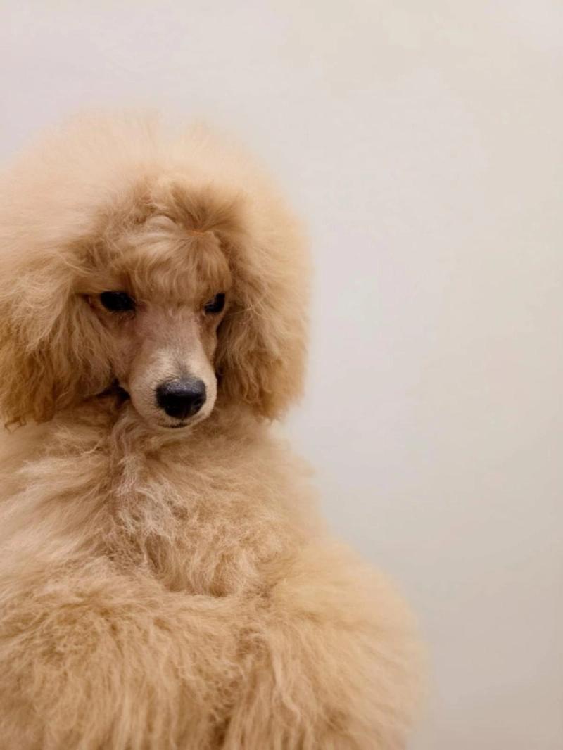 An apricot Poodle