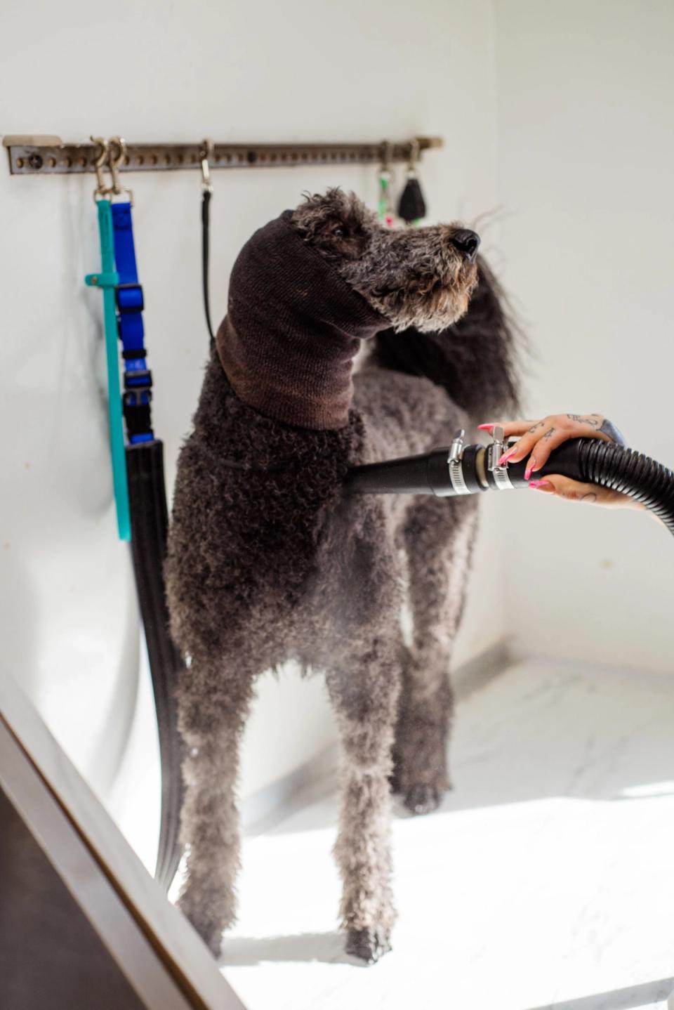 Barbone grigio asciugato sul tavolo da toelettatura