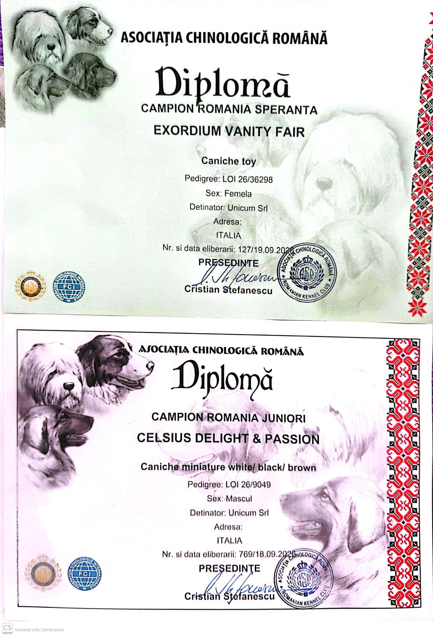 Dracula Dog Show Transilvania