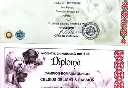 Dracula Dog Show Transilvania