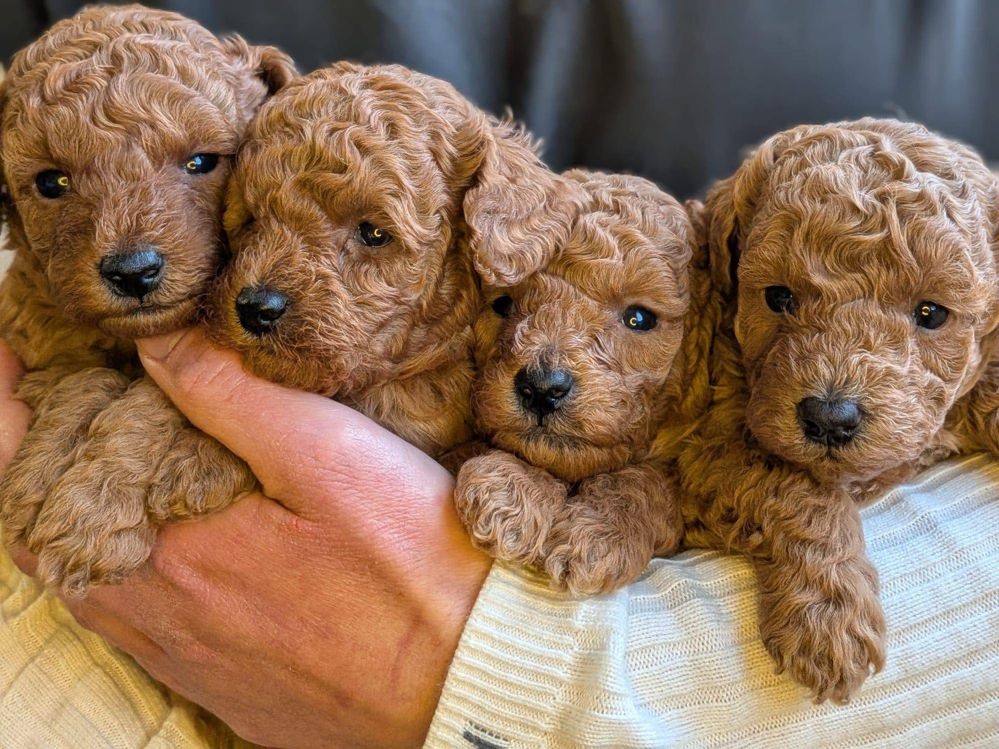 Quattro cuccioli di Barbone fulvo tenuti in braccio