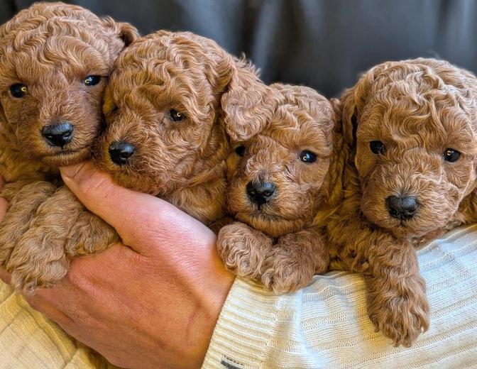 Quattro cuccioli di Barbone fulvo tenuti in braccio
