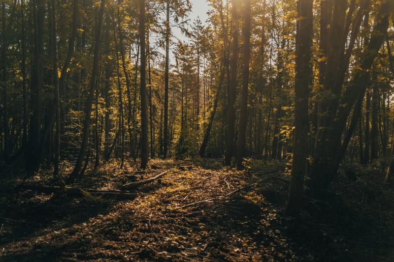 Sentiero nel bosco di pini nella luce del pomeriggio