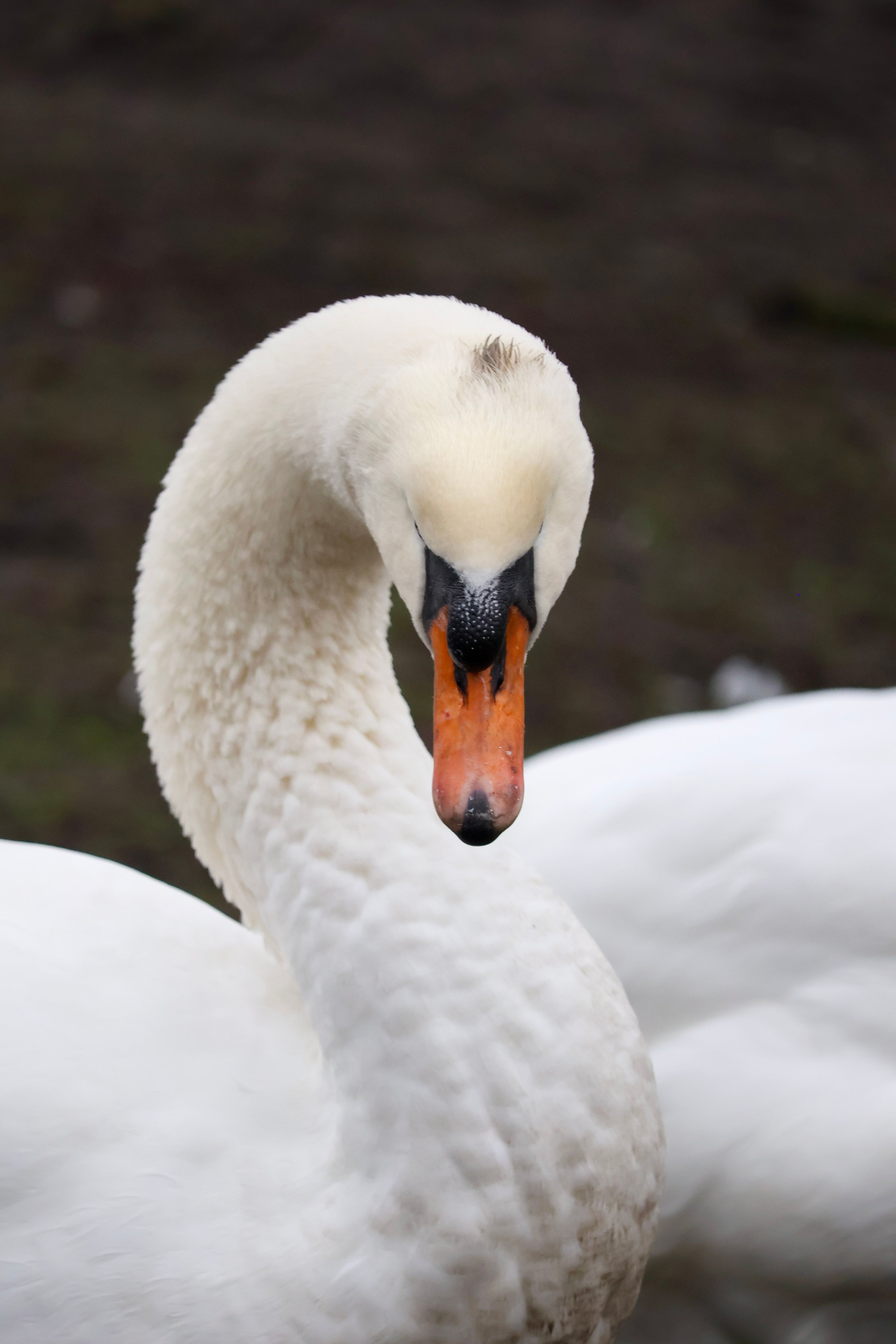 Wildlife