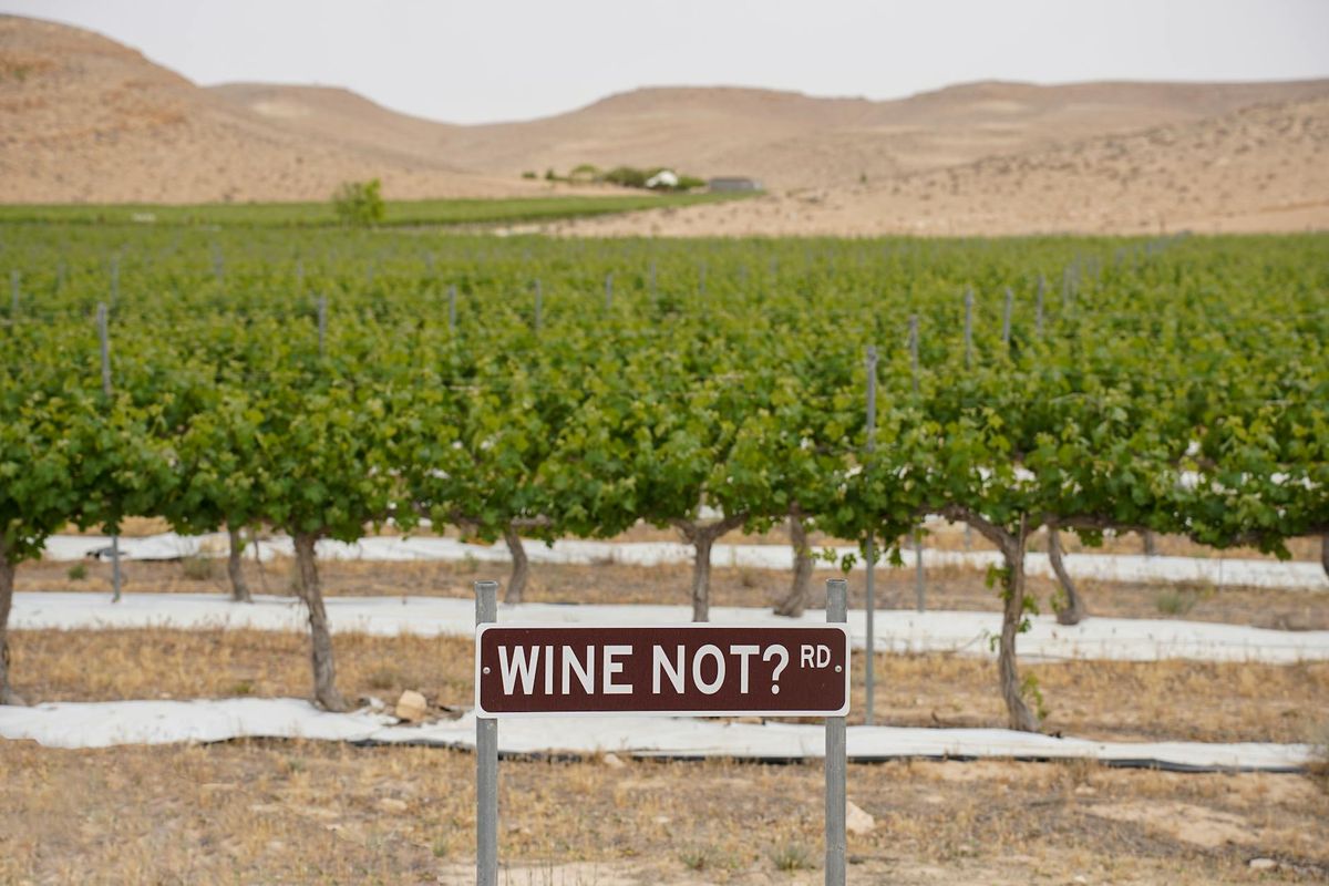 A lush vineyard in South District, Israel with a playful road sign saying 'WINE NOT? RD.'