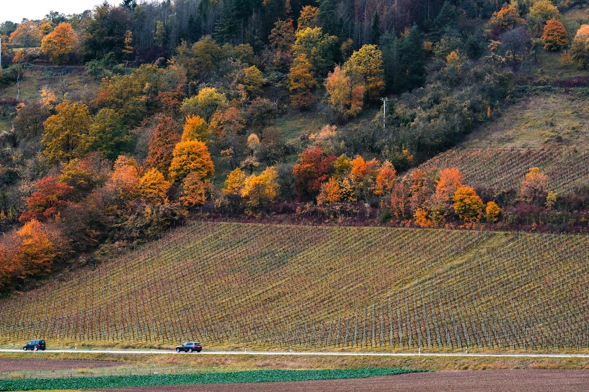 Scenic autumn view of a vineyard and colorful forest in Weikersheim.