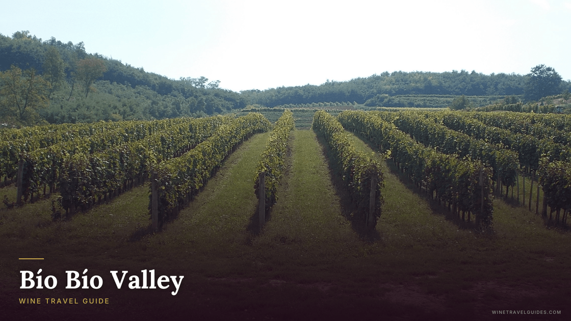 Bio-Bio Valley Wine Guide: Chile's Cool-Climate Frontier (2026 ...