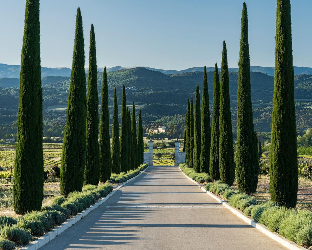 Picturesque road flanked by cypress trees leading to a vineyard in Gargas, Provence.